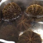 発寒かねしげ鮮魚店 - 