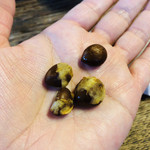 河本 - びわの種 4つぶ