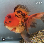 中華蕎麦 時雨 - 