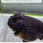 中華蕎麦 時雨 - 