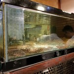 天ぷら新宿つな八 - 車海老専用水槽。