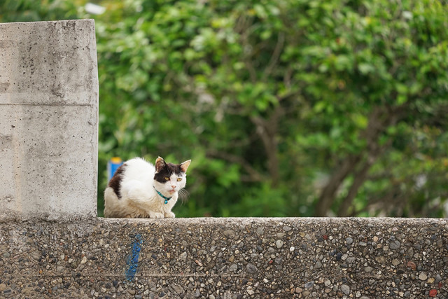 アート】愛知県の猫島「佐久島」で猫撮影の休憩に【猫】』by 黄昏 