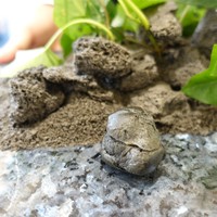 クイントカント - 