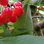 オウ ショウ カフェ - 