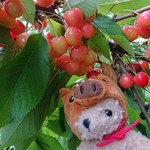 オウ ショウ カフェ - 