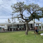 ブルータートル - 