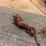 鮨 心白 - これは春の名残　蛍烏賊の素焼きです　過ぎていく春を惜しんでいただきます