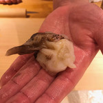 すし岩瀬 - 生鳥貝