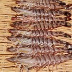 鮨 さかい - (23)車海老(鹿児島県産)
      産卵期は初夏～初秋、旬は初夏～初秋。