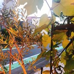 バールアリメンターリ ダニエラ - 