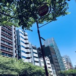 AMOUR - 緑いっぱいの明治通り
      これは全部桜の木です^_^