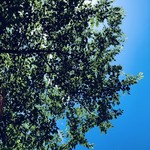 AMOUR - 明治通りの桜の木