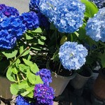 AMOUR - お店へと急ぐ途中で見つけたあじさいの花