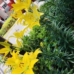 AMOUR - お店へと急ぐ途中の道には百合の花もありました