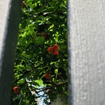 AMOUR - ざくろの花がついてきました。かわいい小さな実もあります