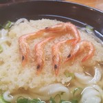 葉隠うどん - 海老天