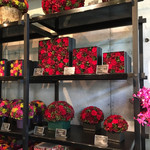 Nicolai Bergmann NOMU - 