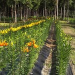 焼肉亭 ばりきや - 