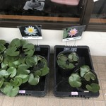 カフェアンドショップ ロータスランド - 2019/06/18
      睡蓮