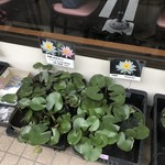 カフェアンドショップ ロータスランド - 2019/06/18
      睡蓮