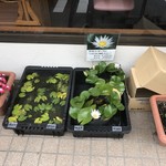 カフェアンドショップ ロータスランド - 2019/06/18
      睡蓮