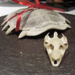 フロリレージュ - スッポンの頭蓋骨と甲羅 リボンを結んで(笑)