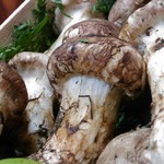 文福 - 立派な松茸