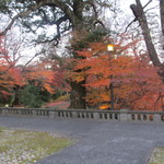 綱町三井倶楽部 - 2011/12まだ紅葉してました