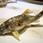 御料理 光安 - 焼き加減、塩の塩梅もよく美味しい。こちらの焼き鮎は毎回絶品。
