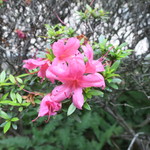 ラーメン二郎 - 店舗前のつつじももう終わり