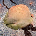 カーサ・デル・チーボ - ﾋﾟｽﾀﾁｵのｾﾐﾌﾚｯﾄﾞと桜のｼﾞｪﾗｰﾄ