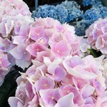Ni Hamaru - お店の近くのお花屋さんの紫陽花