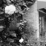 いなだ珈琲舎 - お店