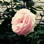 いなだ珈琲舎 - 薔薇