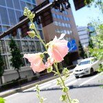 四川料理　欣來 - 梅雨は何処へ ……