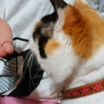 フライドチキン - 5個1000円（1個サービス）