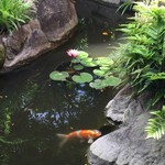 うどん本陣 山田家 - お庭の池に鯉もコイコイ