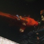 うどん本陣 山田家 - 人面魚いたよね