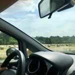 L'Inedito Vigin Mudest - 娘の運転で帰路につく。牧草の刈り取りが進んでいる。おいしいピエモンテ牛の飼料。