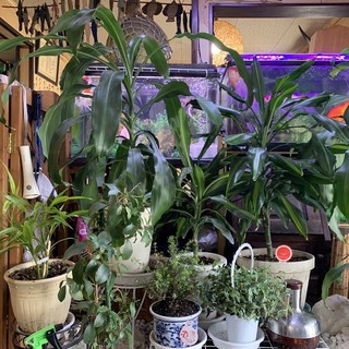 上観葉植物 札幌 安い すべての美しい花の画像 上観葉植物 札幌 安い すべての美しい花の画像