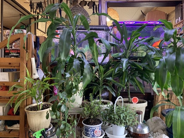 海鮮丼 定食が安い定食屋 By Yuuuuuuuuuuu 菜の花 稲積公園 定食 食堂 食べログ