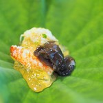 松川 - 噴火湾毛ガニ　きくらげ　酢ジュレ