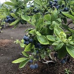 高橋ブルーベリー園 - 