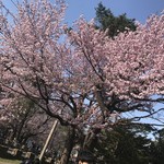 ラ・サンテ - 食事の後は近くの円山公園でお花見。