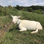 ヴィラデスト ガーデンファーム アンド ワイナリー - 本人いえ本ヤギ