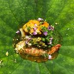 寿司と日本料理 銀座 一 - 土佐酢のジュレ（風味は柚子）
      ズワイガニ、ウニ