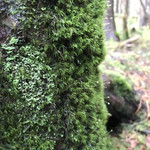 明神館 - 苔。滑ってコケないようにw