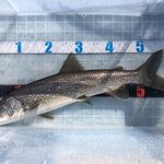 トンカツ 浅井 - 本日の釣果 レイクトラウト