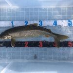 トンカツ 浅井 - 