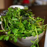 かたつむり - 2019.2 朝採れのクレソンとセリ